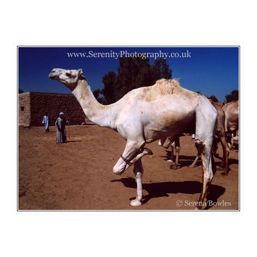 A hobbled camel, with one leg tied, in a camel market in Egypt